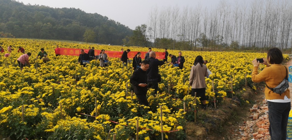 陈梅代表在卸店村菊花产业园调研.jpg